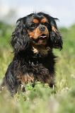 CAVALIER KING CHARLES 166